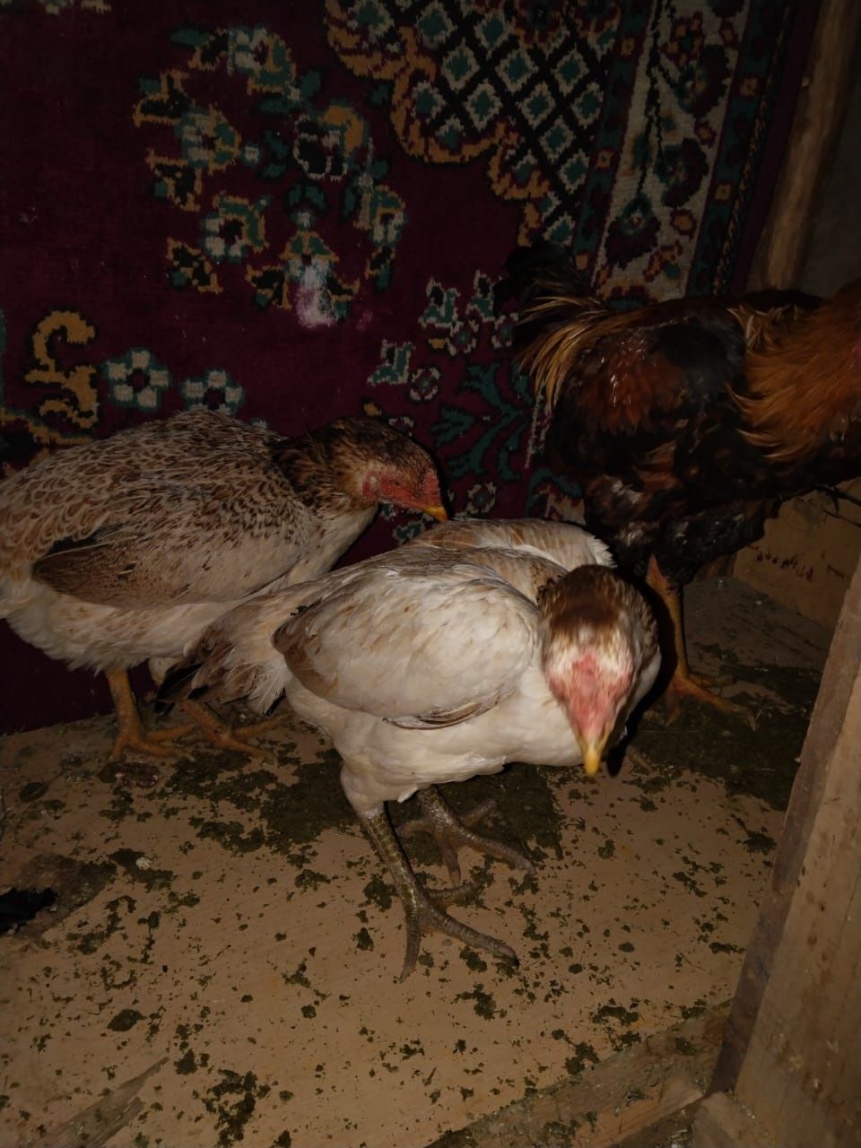 Продам даканов курей и петуха