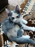 Отдам котёнка девочку бесплатно