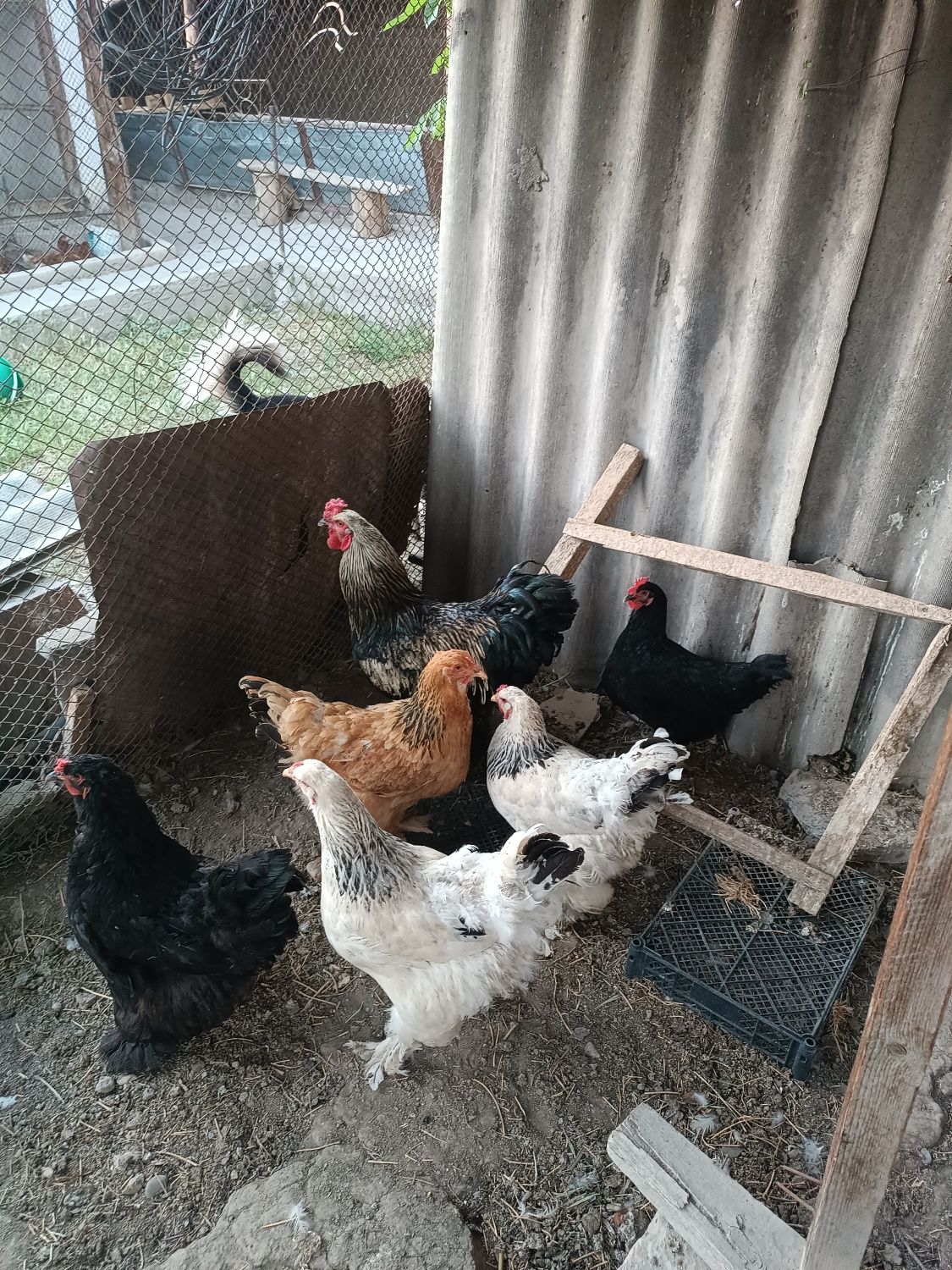 Продается куры брамы семейка