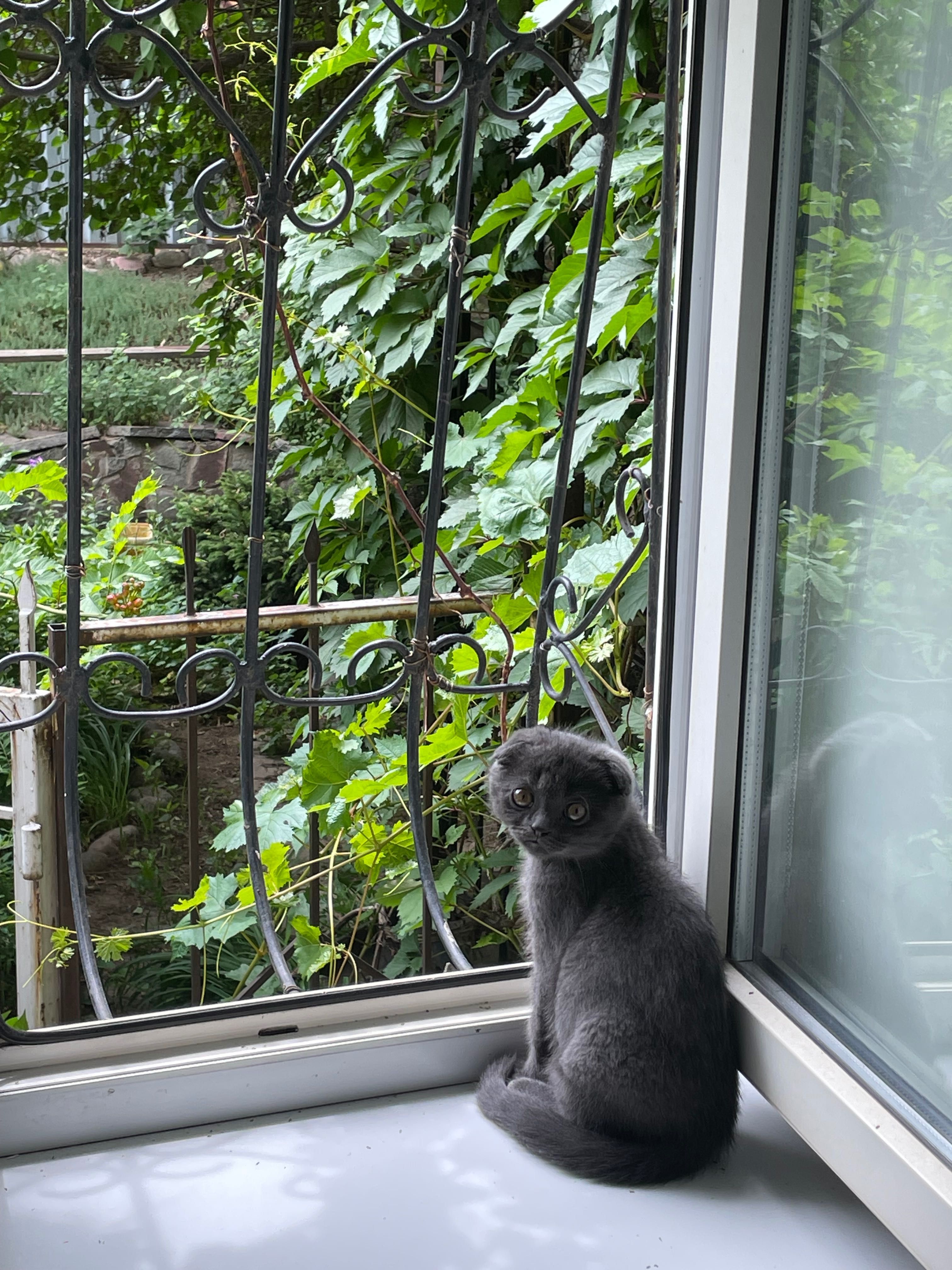шотландцкий котенок