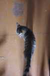 Отдам котенка срочно! Бесплатно