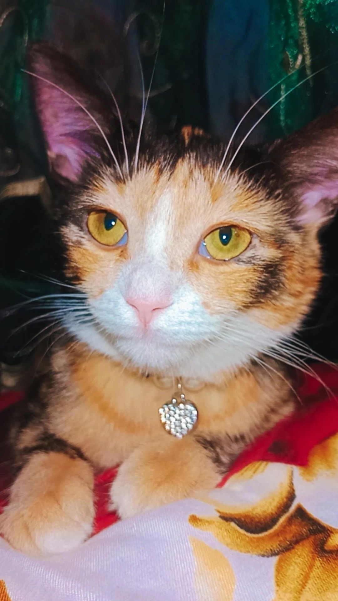 Шикарный красивый котенок