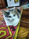Кошка мышеловка в ответственные ручки