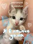 Отдам котенка в добрые руки
