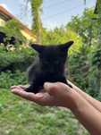 Отдам котят бесплатно! Мама турецкая ангорка, папа залетный пассажир.