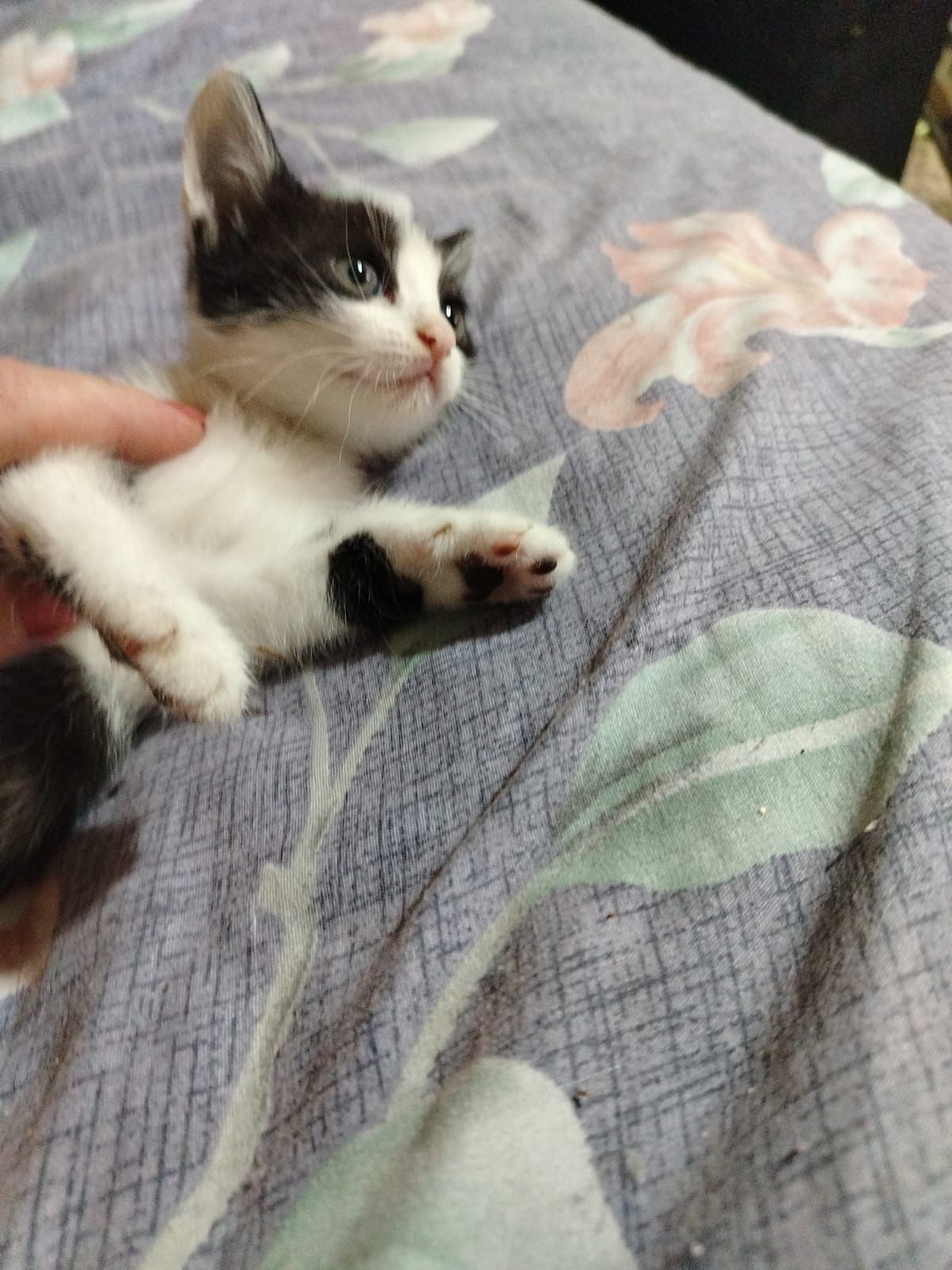 Отдам котенка, две девочки