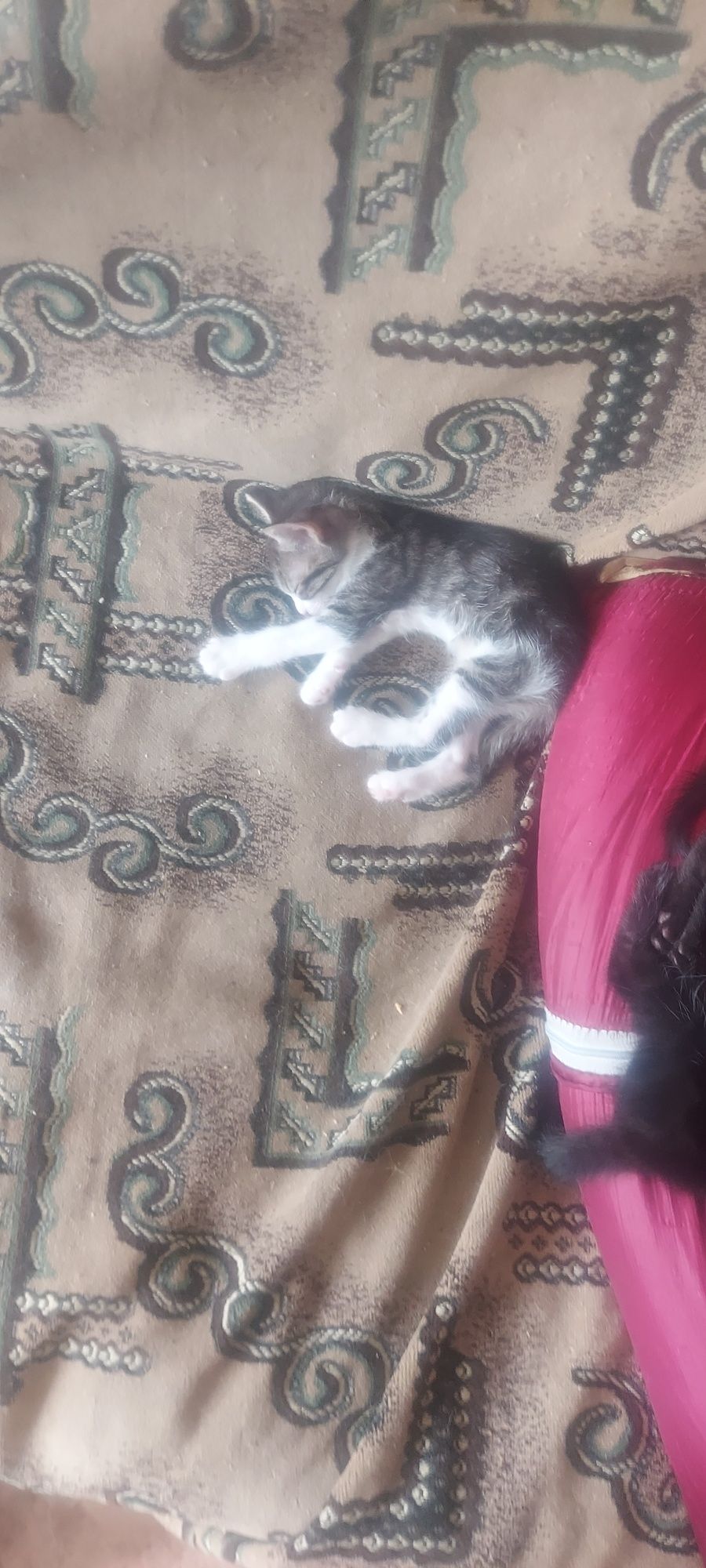 Отдам котят! Отдам котят! Возраст 1месяц. Кушают всё. От кошки мышелов