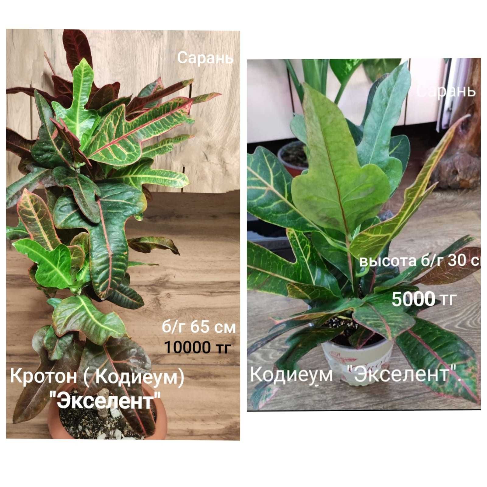 Фикус Робуста, Абиджан, Тинеке, Гавайка, Елоу Маргината, Кротон