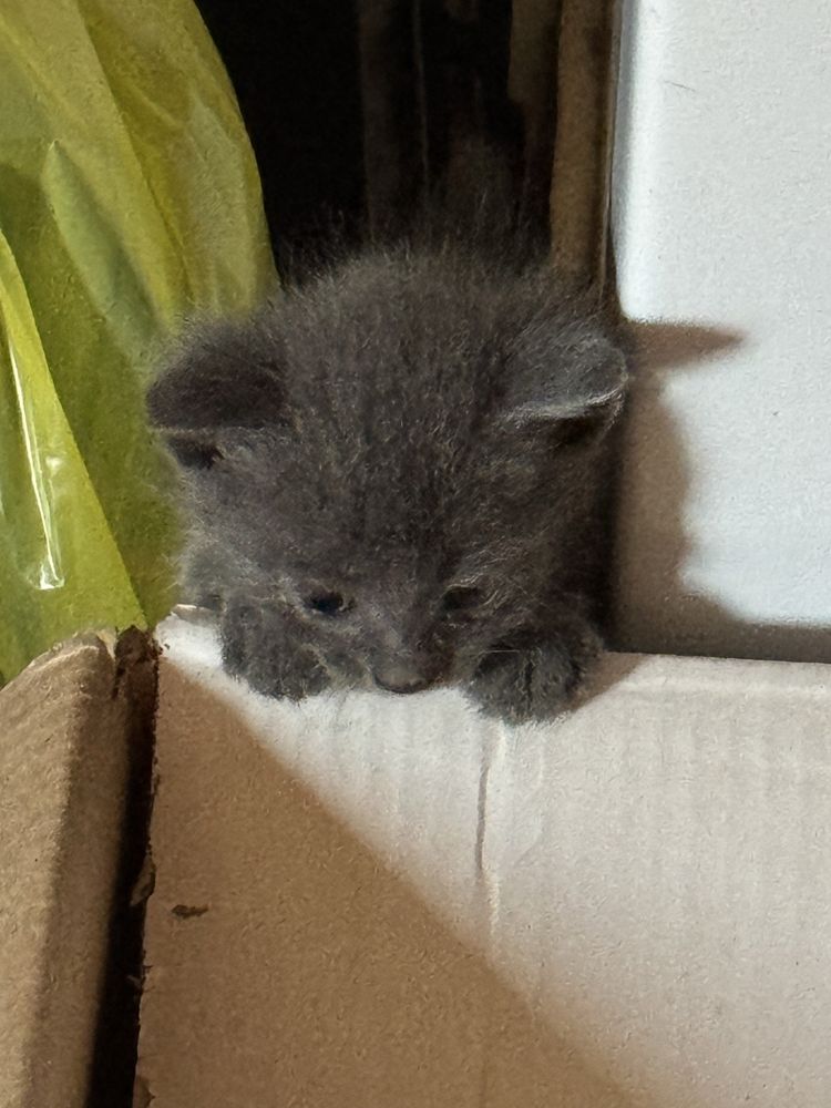Продаеться котенок девочка