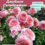Розы. Саженцы сортовой розы.