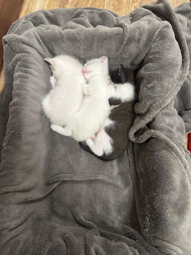 Отдам котят бесплатно