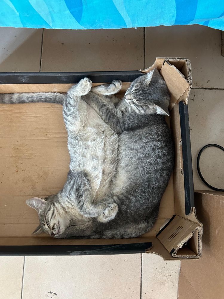 Отдаём в добрые руки котенка мальчика