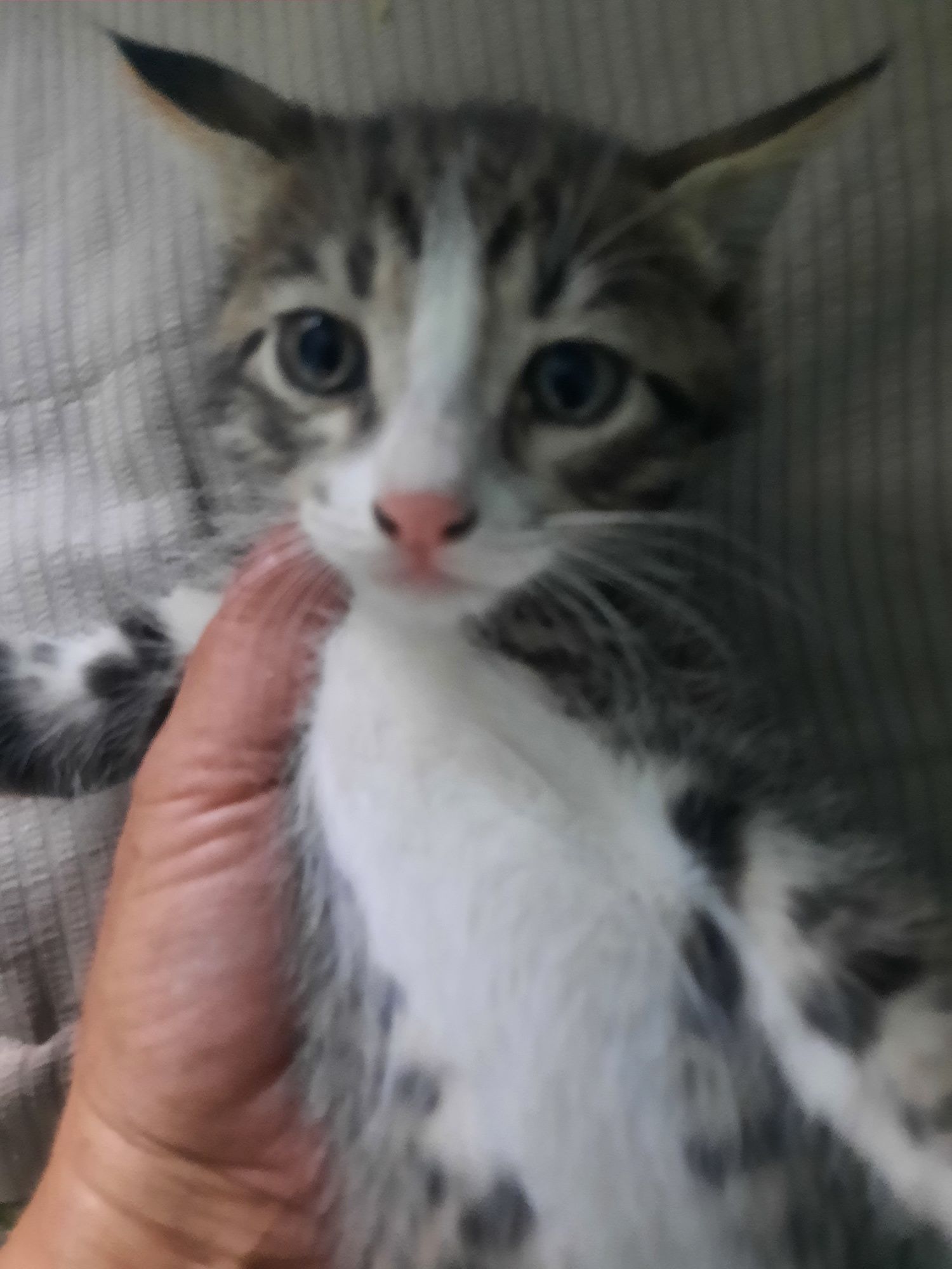 Котята британцы месяц и 10 дней им