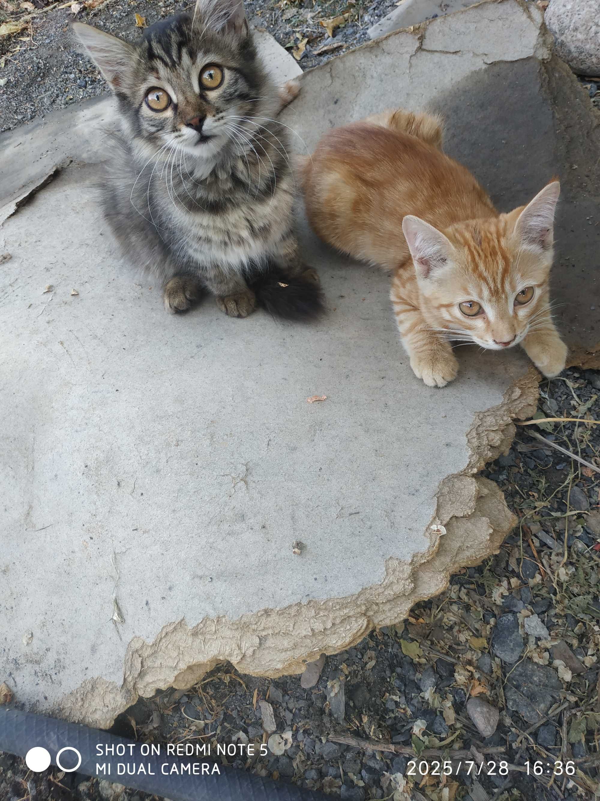 Отдам бесплатно котят