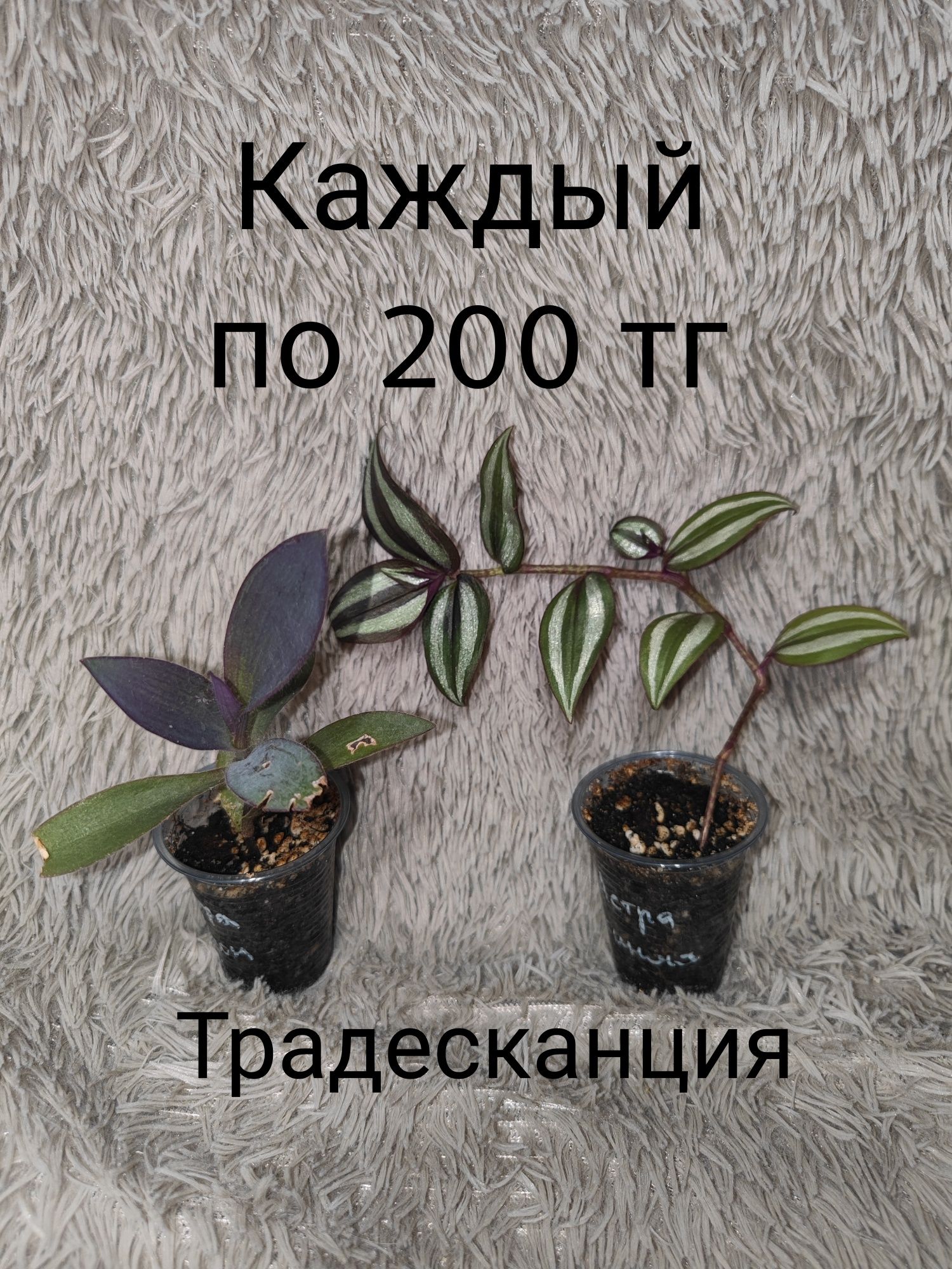 Традесканция — живая коса на подоконнике!