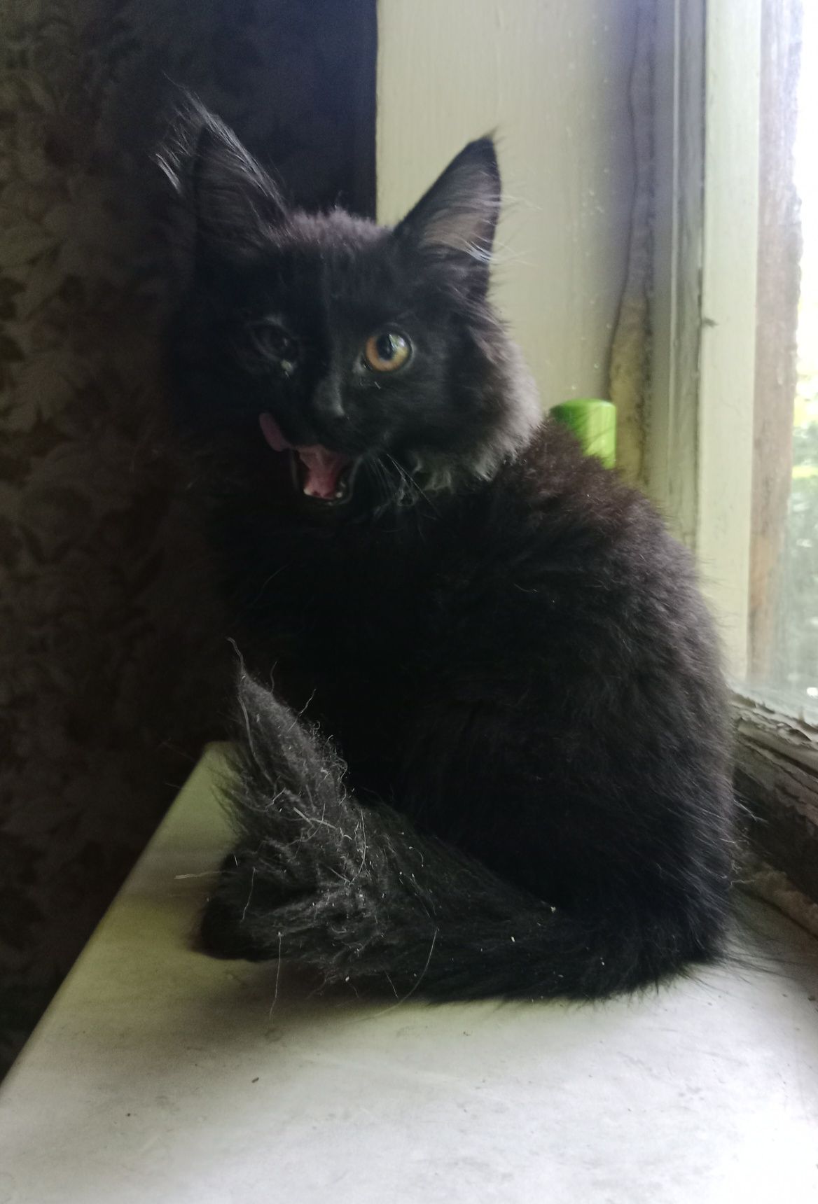 Котята в поисках дома