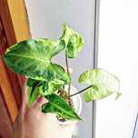 Сингониум Жаде (Syngonium Jade) в Алматы