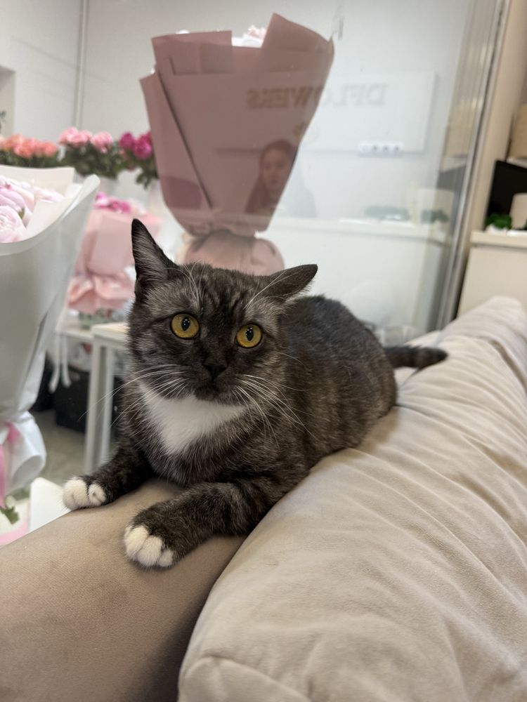 Кошка Мишель ищет семью