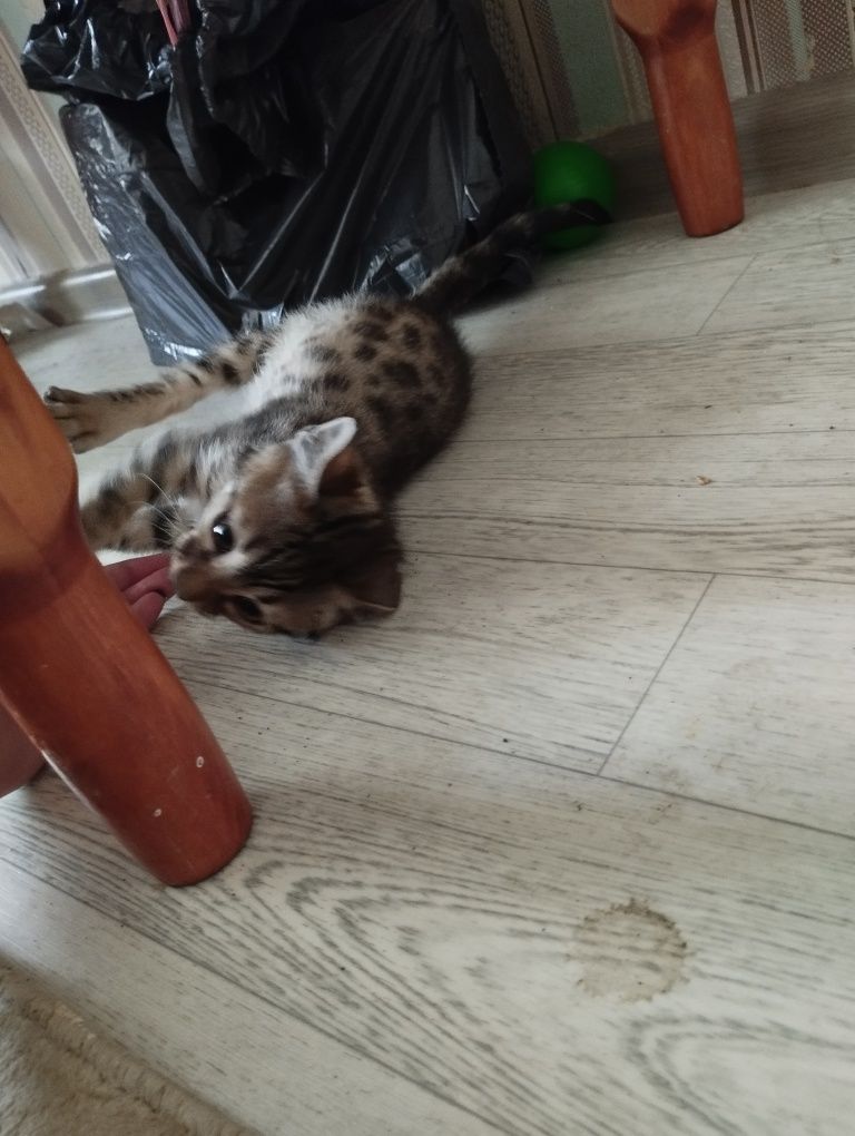 Бенгальский котёнок
