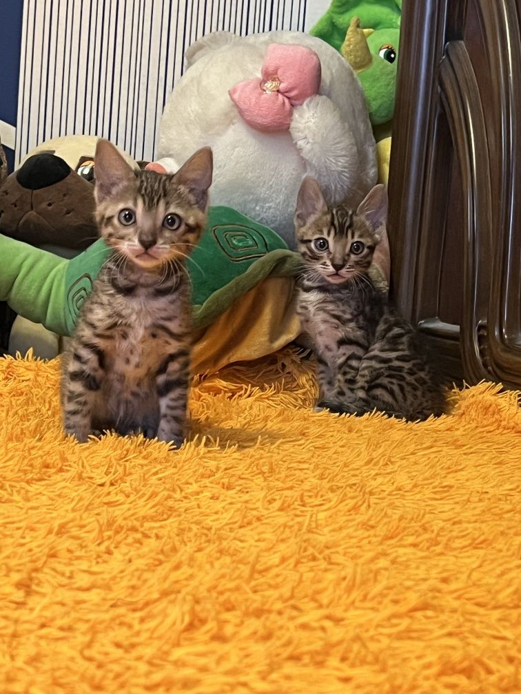 Вязка бенгальский кот шикарного самого дорогого мраморного окраса