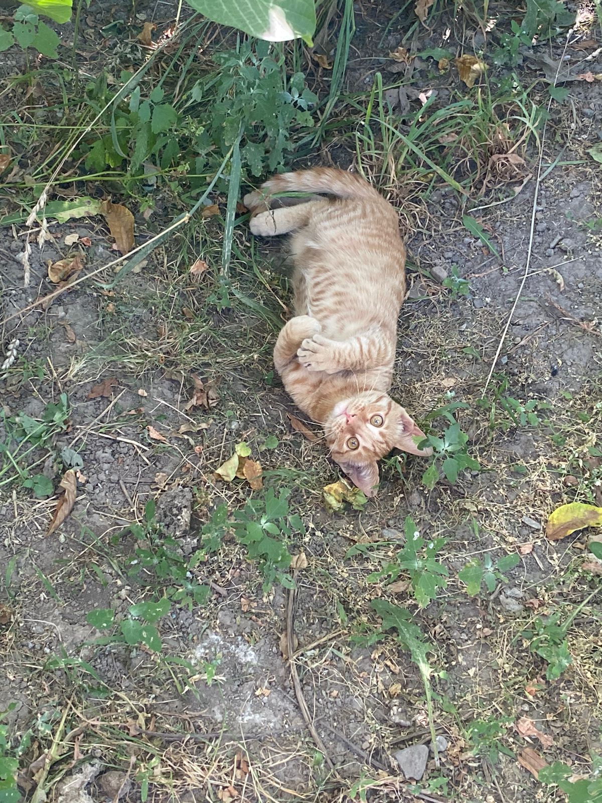 Отдам котенка бесплатно!
