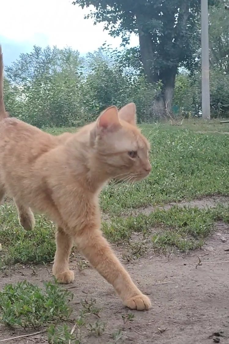 Кот, ручной, ласковый, кастрирован