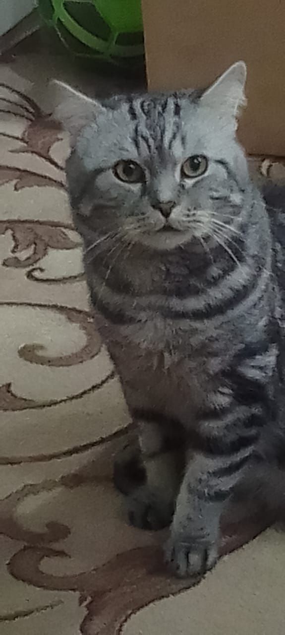 Шотландский котик приглашает на вязку