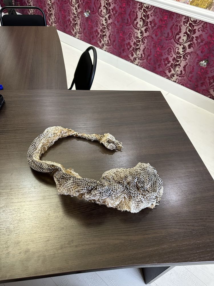 Выползки змеи, шкура змеи
