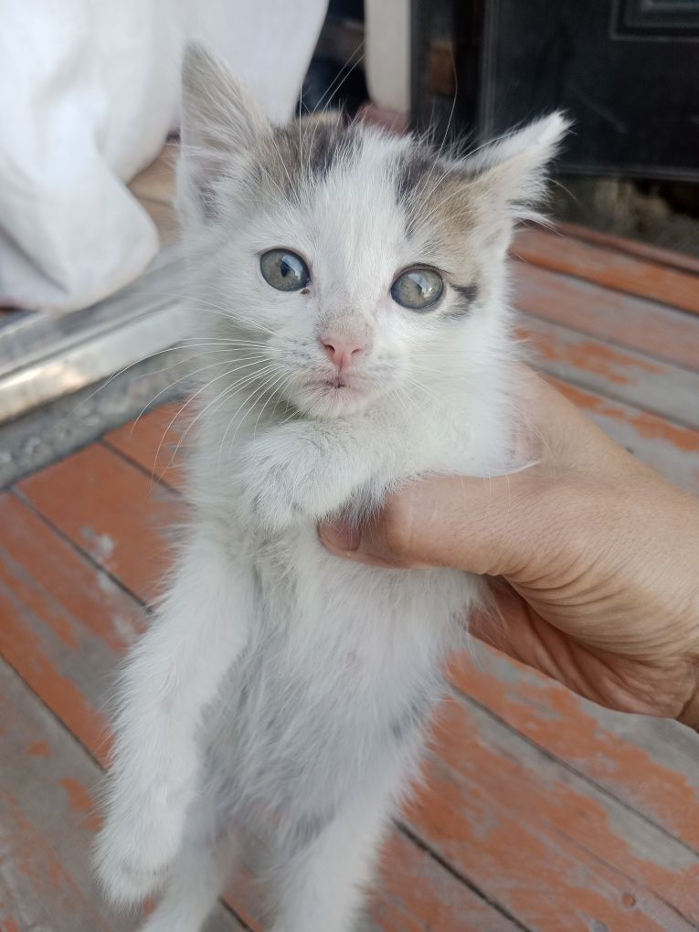 Отдам котят в хорошие руки