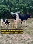 Продам корову и телёнка ангуские