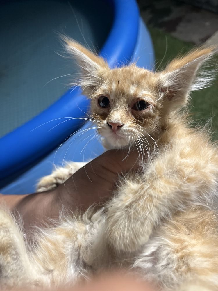 Ушастой кошка продоется срочно