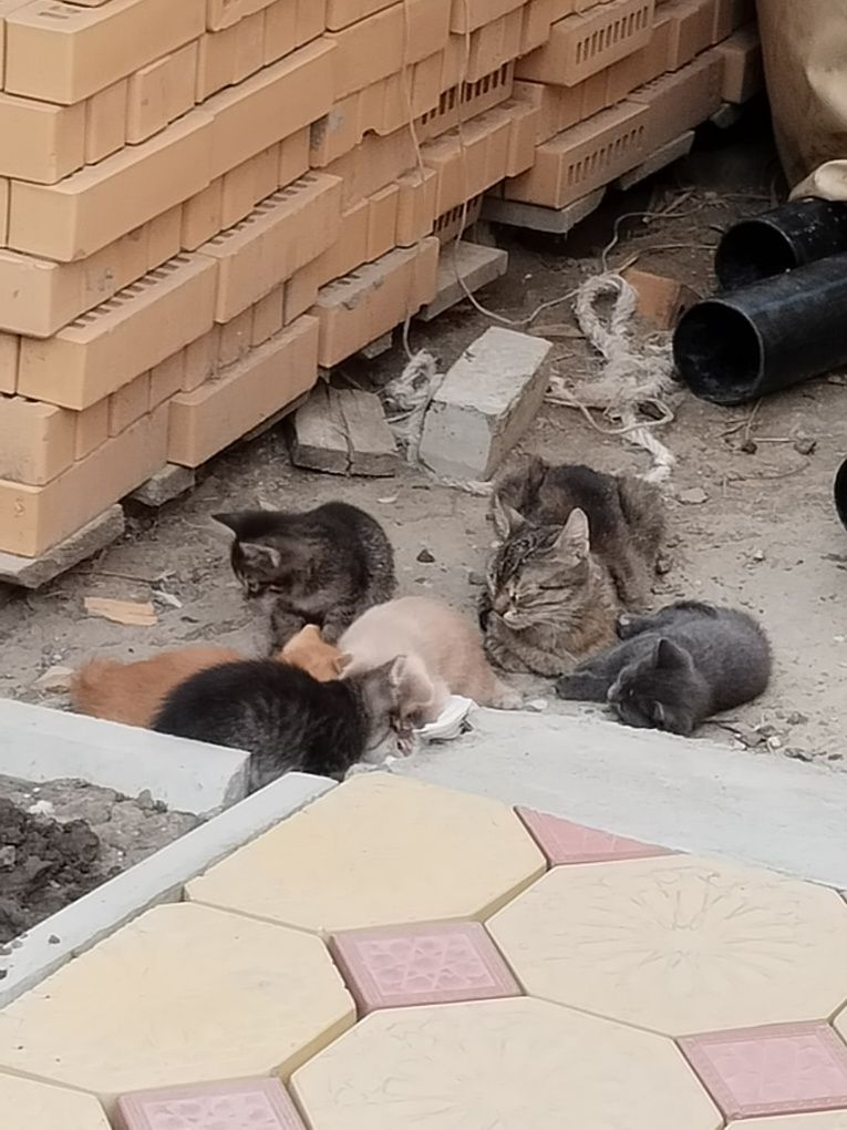 Бесплатно отдам милых котят в добрые руки ,