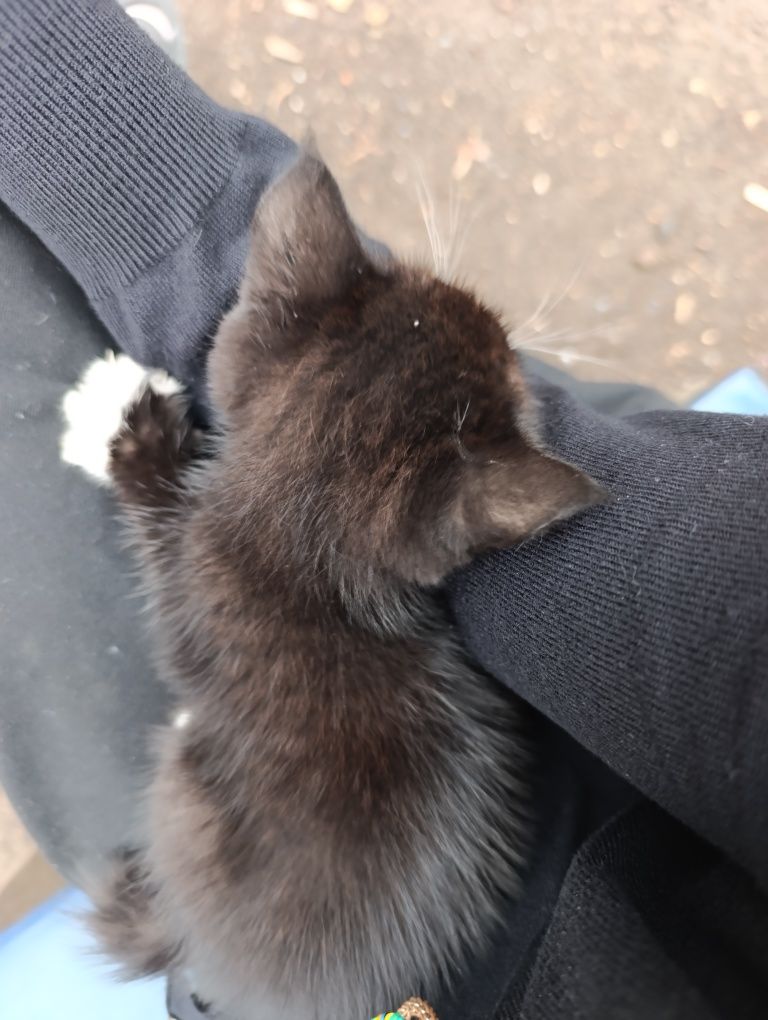 Отдам двух котят