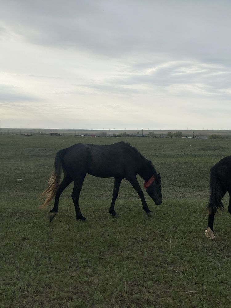 3 жасар міңгі жеккі