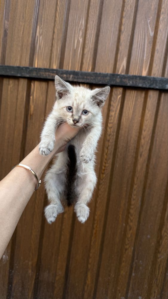 Отдам бесплатно котят