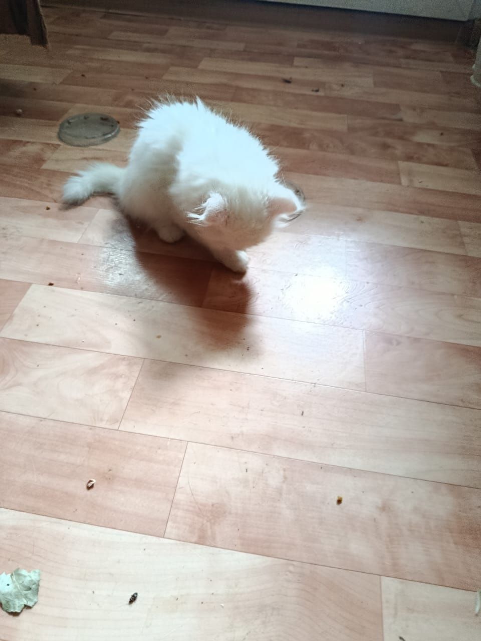 Отдам котят в добрые ручки