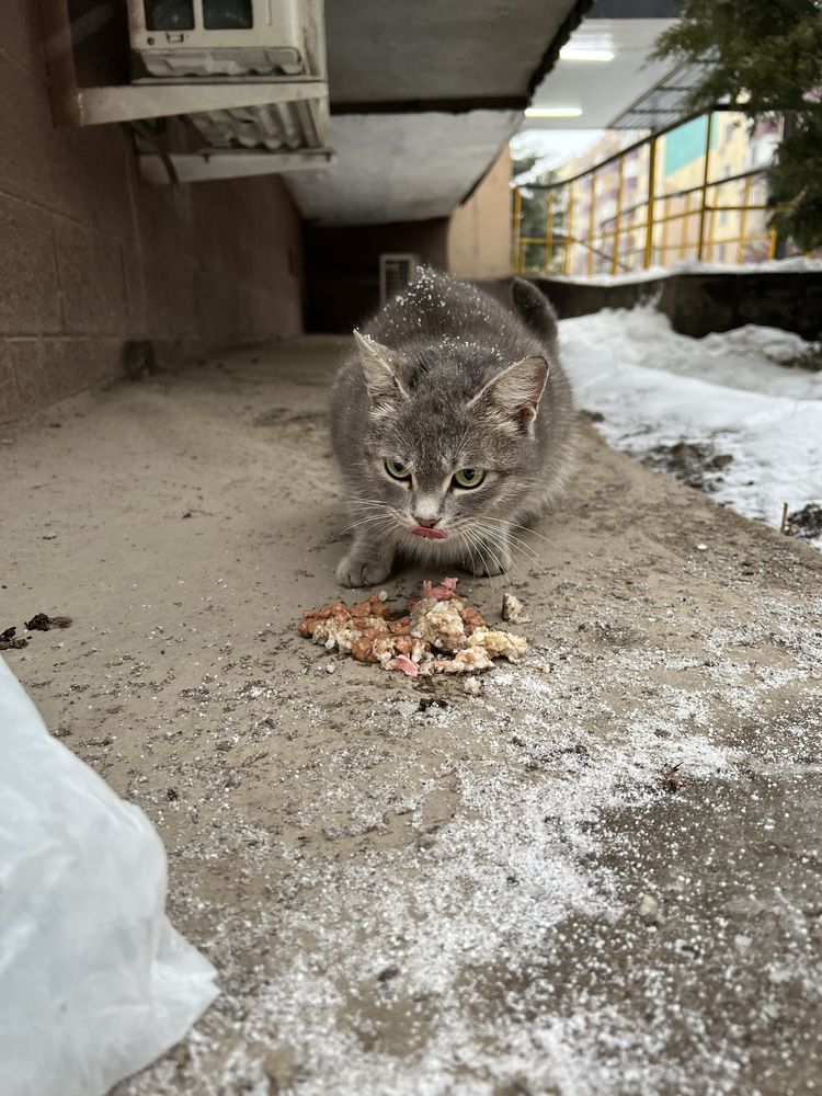 Отдам в ответственные руки кошечку