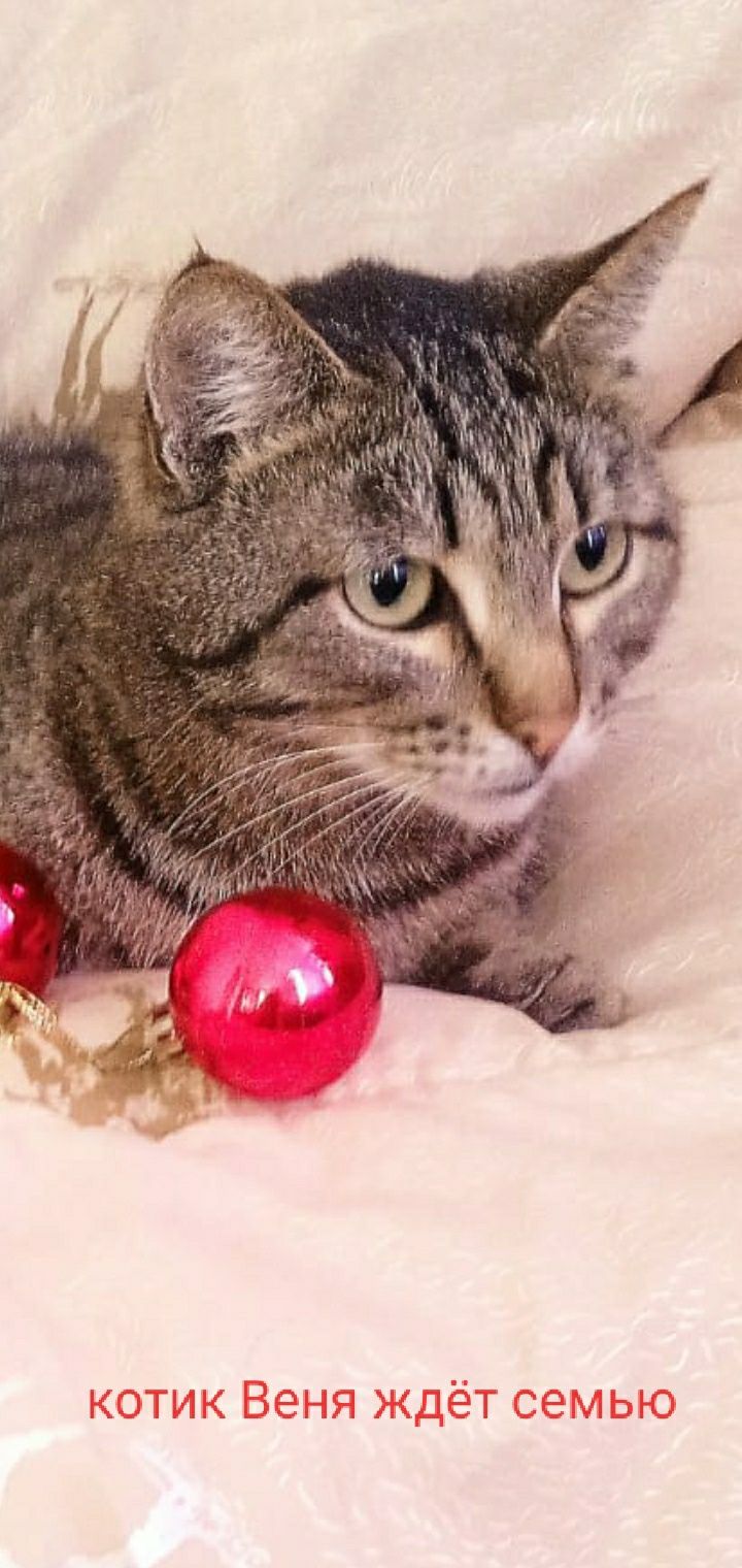 Коти ищут  дом ,в квартиру