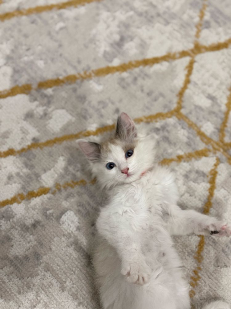 Котенок бесплатно.
