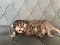 Котята шотландские