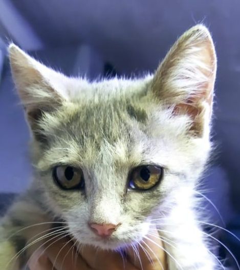 Котятки -котятушки-мальчики!!