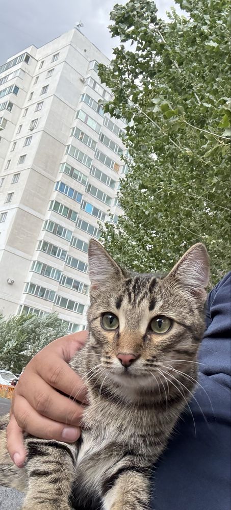 Отдам котенка в добрые руки
