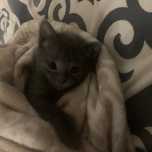 Котик мальчик тегын