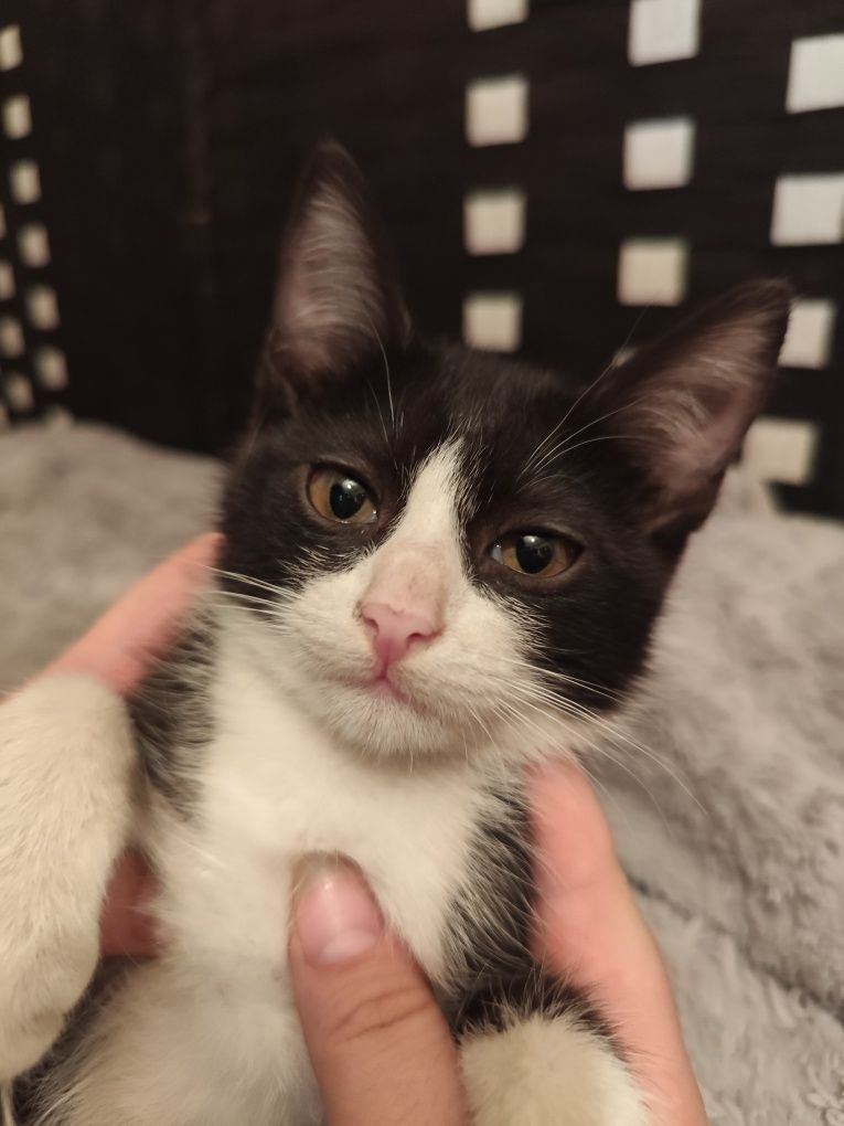 Котенок мальчик ищет дом 3 месяца