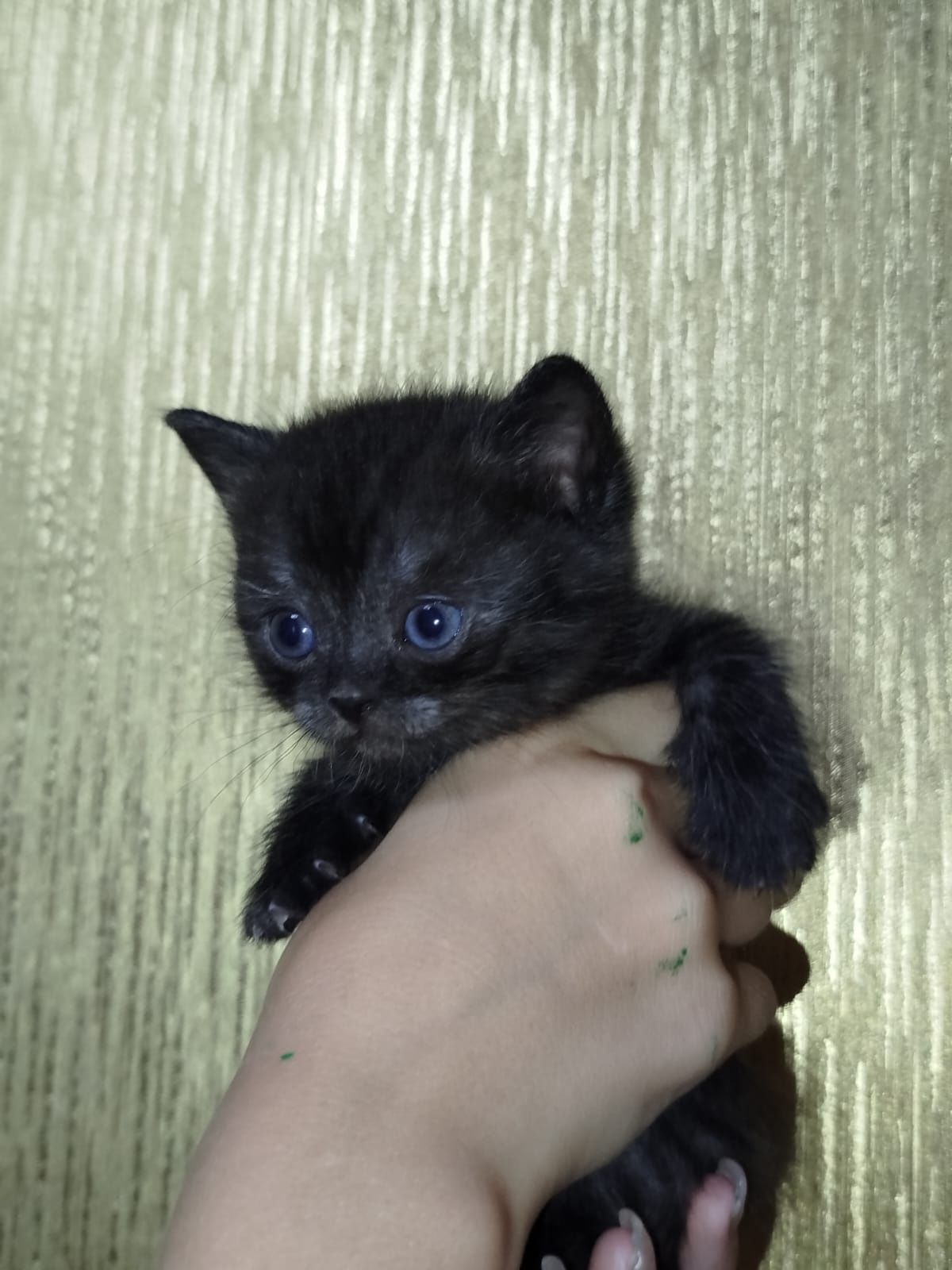 Продам котят британцев