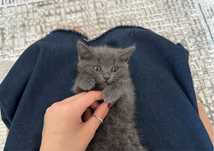 котята 2 мес в добрые руки