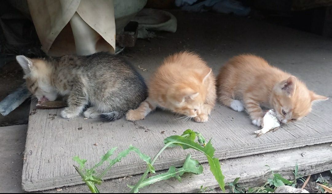 Отдам котят в добрые руки