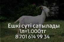 Козье молоко домашная