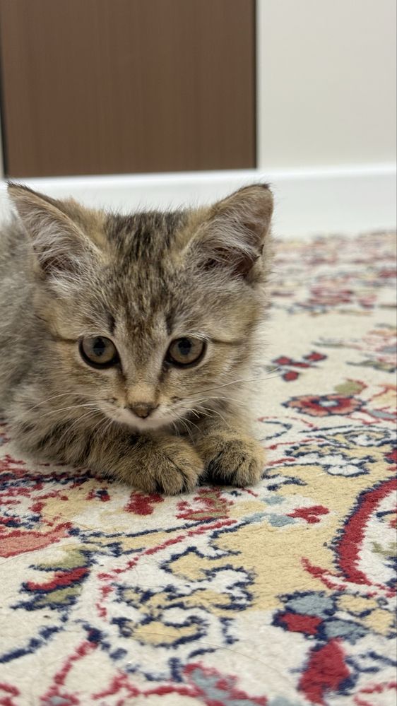 Котенок 2,5месяцов послушный
