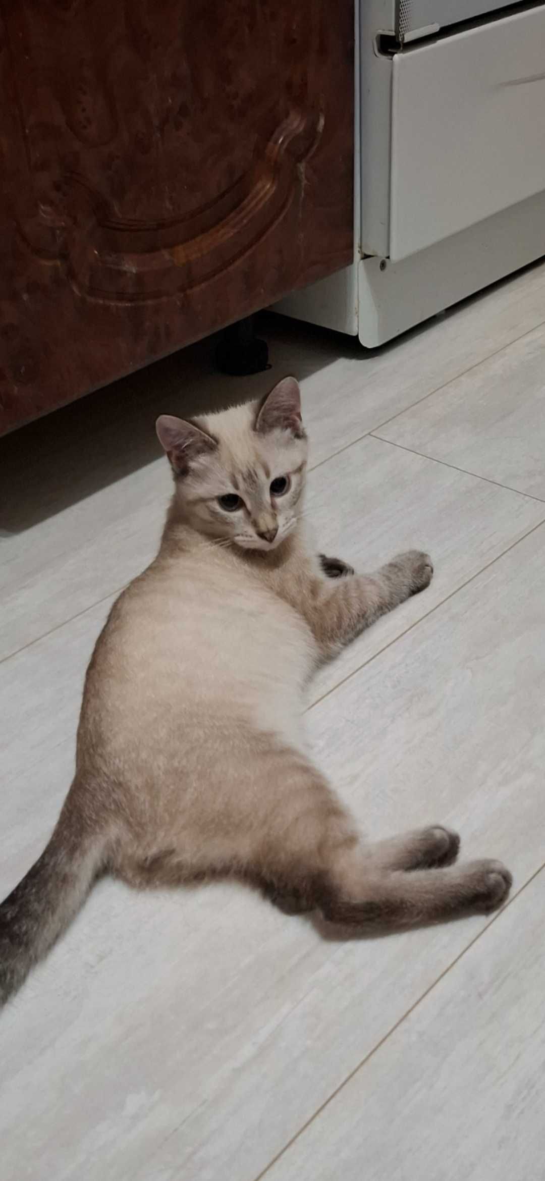 Отдам в добрые руки котика